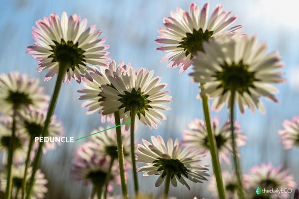 Parts of a Daisy Plant - Peduncle