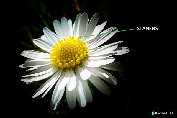 Parts of a Daisy Plant - Stamens