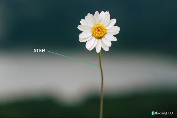 Parts of a Daisy Plant - Stem