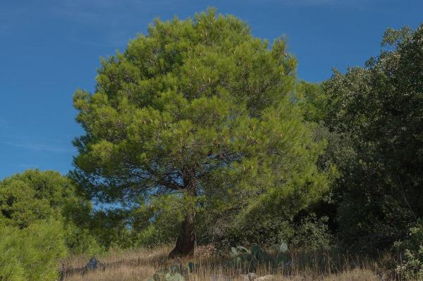 Different Types of Pine Trees - Aleppo pine (Pinus halepensis)