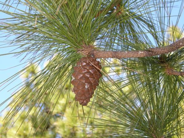 Different Types of Pine Trees - Canary Island pine (Pinus canariensis)