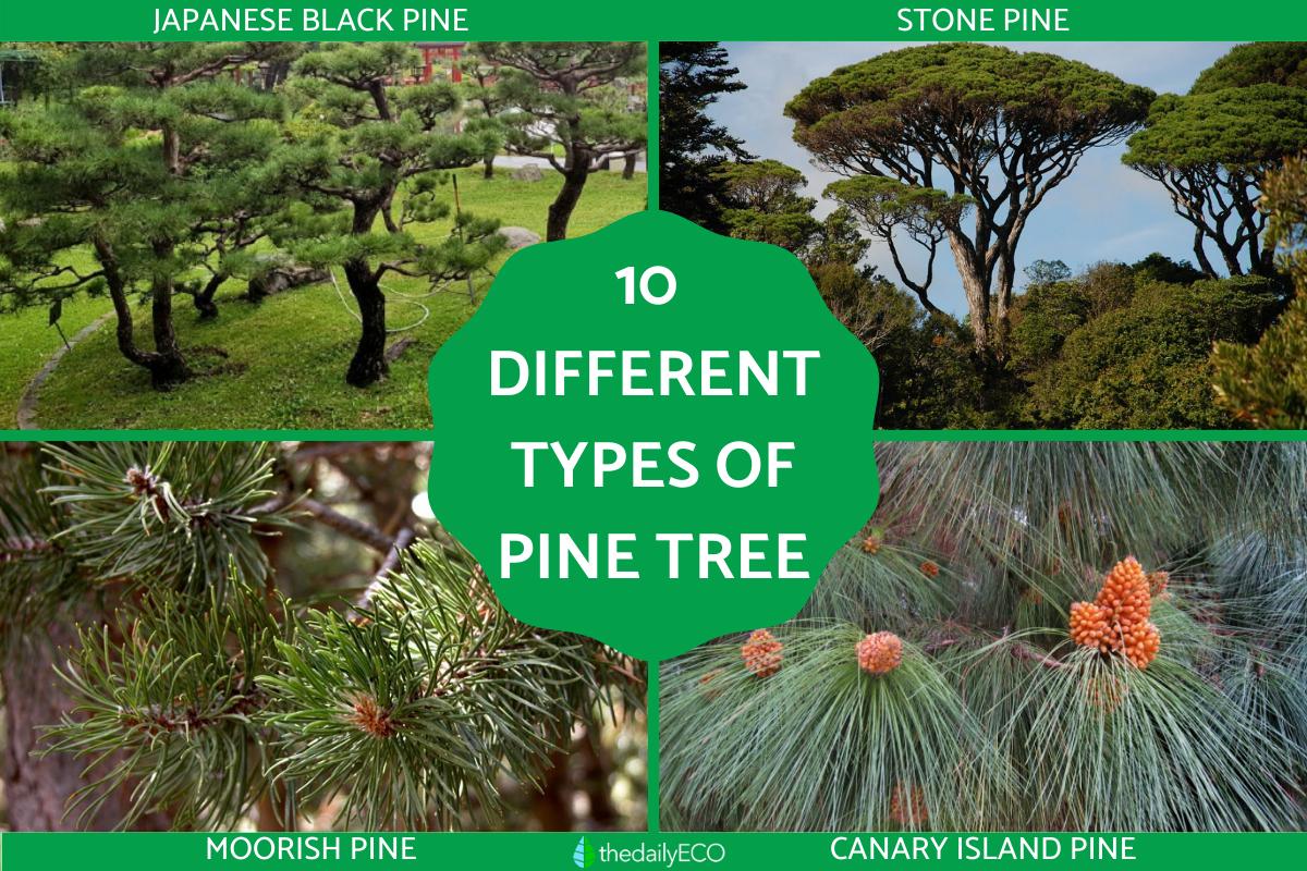 12 Different Types Of Pine Trees Pine Tree Varieties With Photos