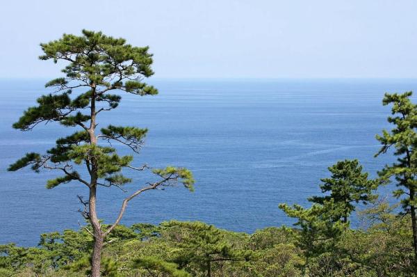 Different Types of Pine Trees - Japanese black pine (Pinus thunbergii)