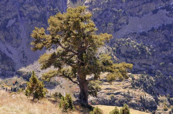 Different Types of Pine Trees - Moorish pine (Pinus uncinata)