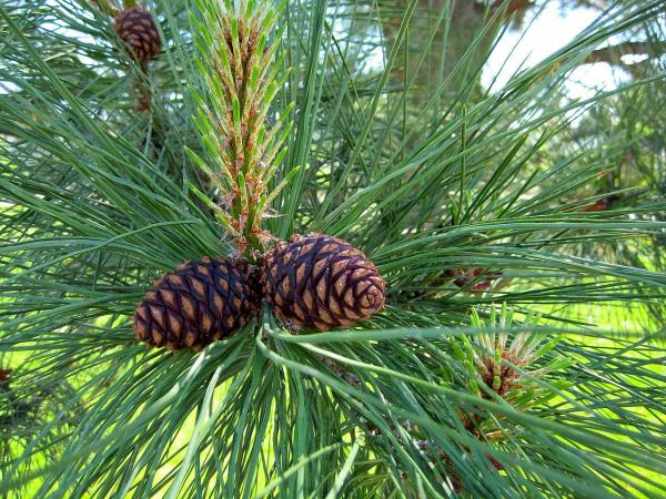 Different Types of Pine Trees - Ponderosa pine (Pinus ponderosa)