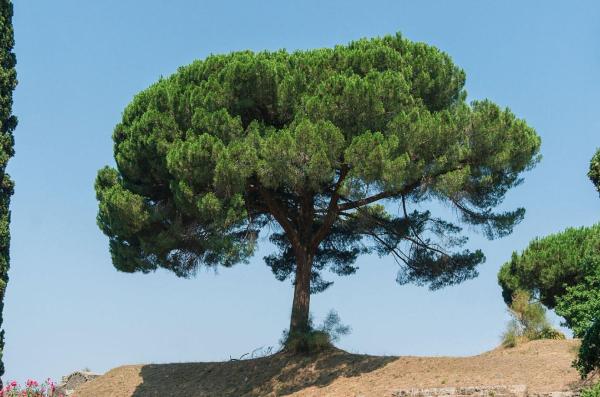 Different Types of Pine Trees - Stone pine (Pinus pinea)