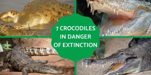 Crocodile Species in Danger of Extinction