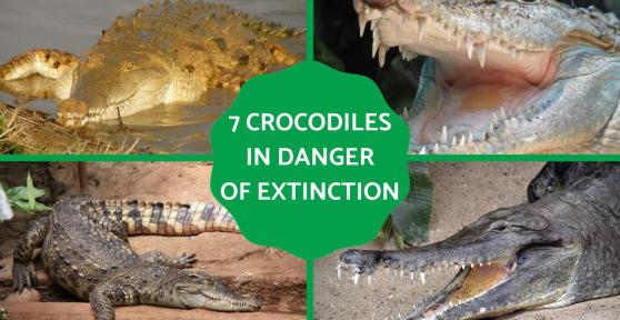 Crocodile Species in Danger of Extinction