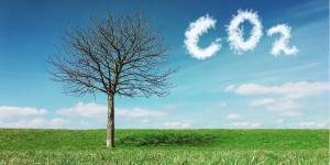 Understanding the Carbon Cycle