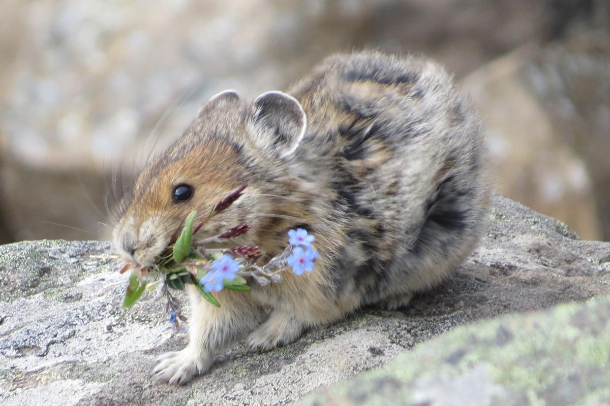 What Are Lagomorphs?