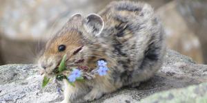 What Are Lagomorphs?