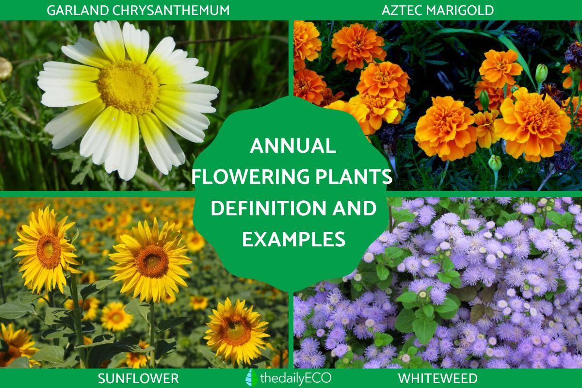 Annual Flowering Plants Definition - With Examples and Photos
