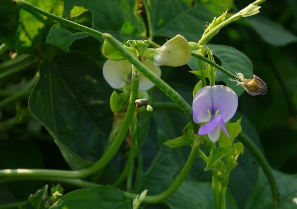 Annual Flowering Plants Definition - Cowpea (Vigna unguiculata)