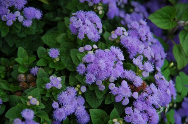 Annual Flowering Plants Definition - Whiteweed (Ageratum)