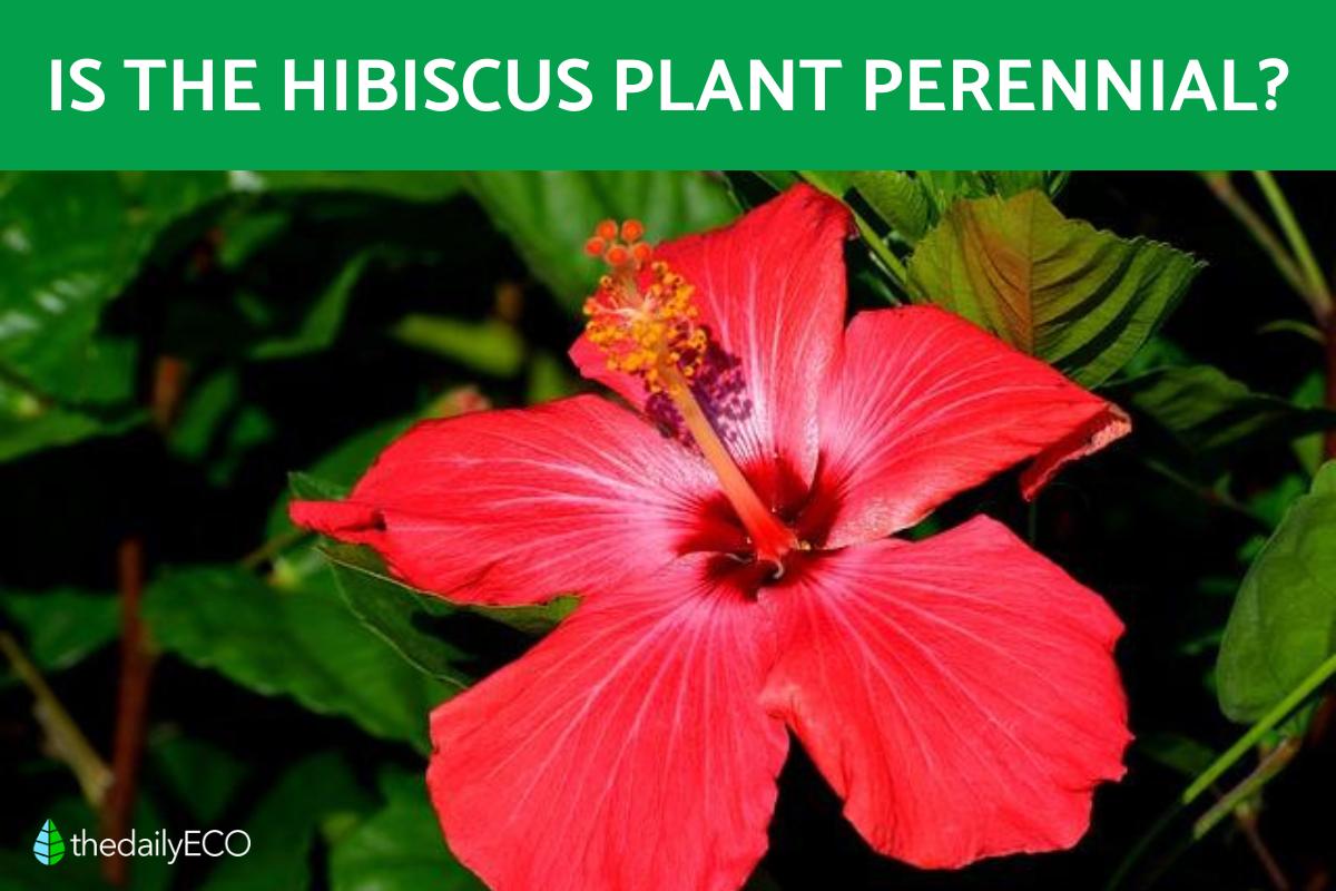 Is the Hibiscus a Perennial Plant?