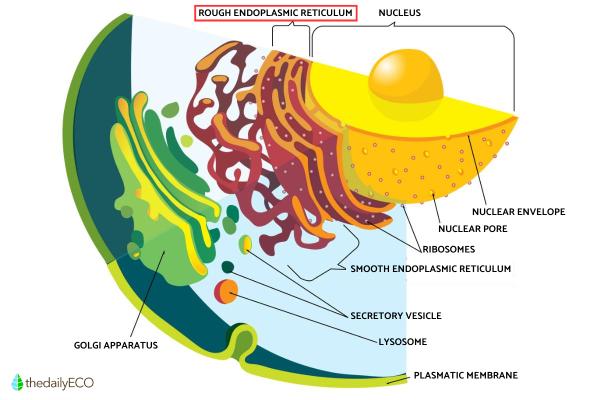 What Does the Rough Endoplasmic Reticulum Do? - Structure of the rough endoplasmic reticulum