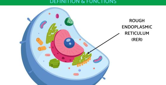 What Does the Rough Endoplasmic Reticulum Do?