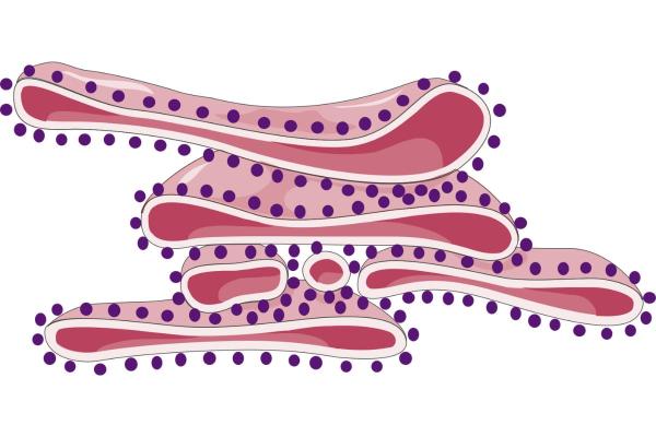 What Does the Rough Endoplasmic Reticulum Do? - What is the rough endoplasmic reticulum?