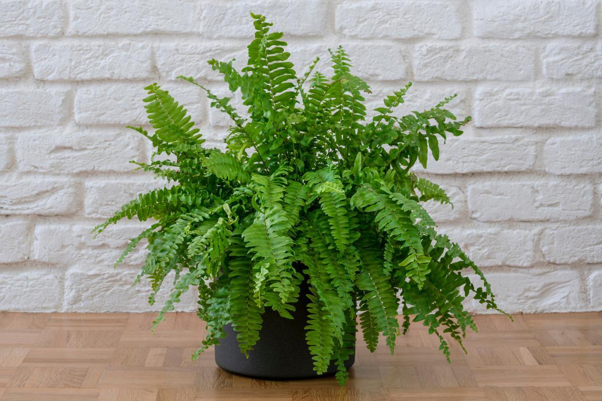 How to Care for Indoor Ferns