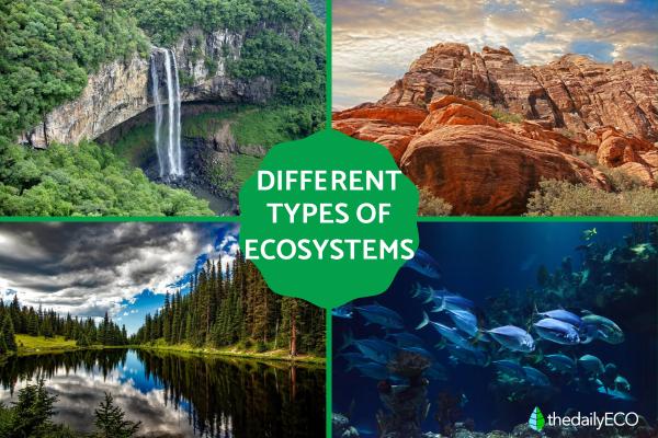 Different Types of Ecosystems - List With Examples