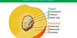 Parts of a Fruit and Their Functions - With Diagrams