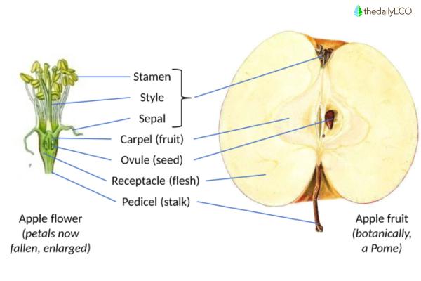 Parts of a Fruit and Their Functions - With Diagrams - Pericarp of the fruit