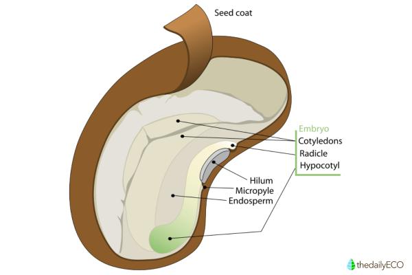 Parts of a Fruit and Their Functions - With Diagrams - Seed of the fruit
