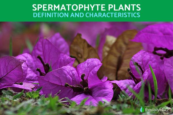 Spermophyte Plants - Seed Plants Definition