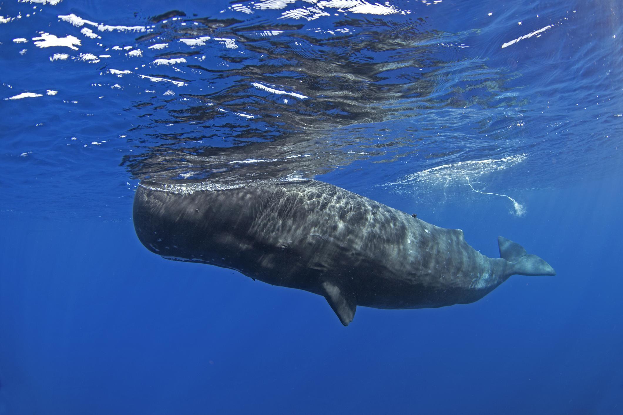 Ambergris: A History of Whale Vomit and Its Uses in the Perfume Industry