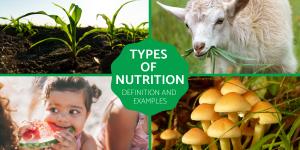 Different Types of Nutrition