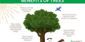 Why Trees Are Essential