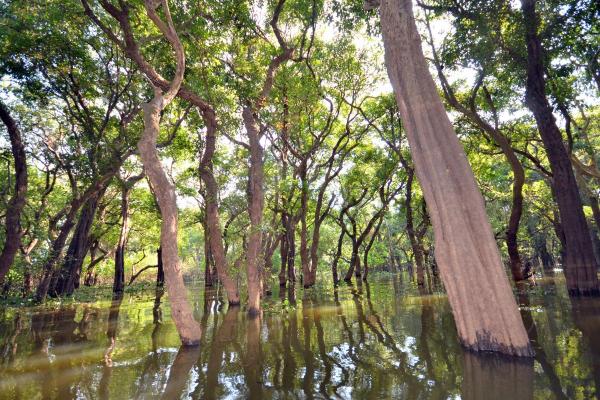 Flooded Forest Trees Swamp Flooded Forest Of Mangrove Trees At Kompong