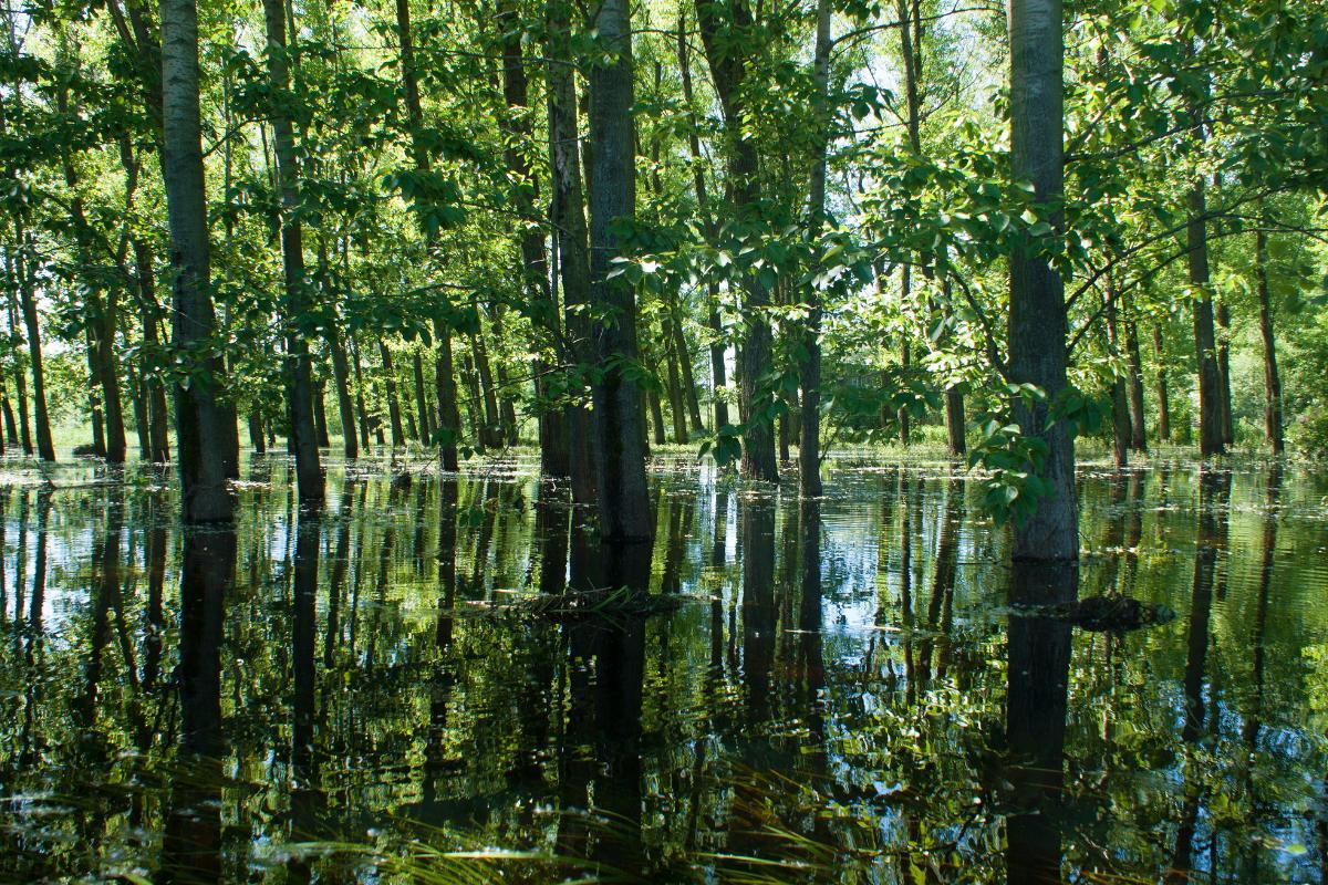 What Is a Swamp Forest?