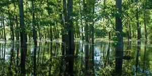 What Is a Swamp Forest?