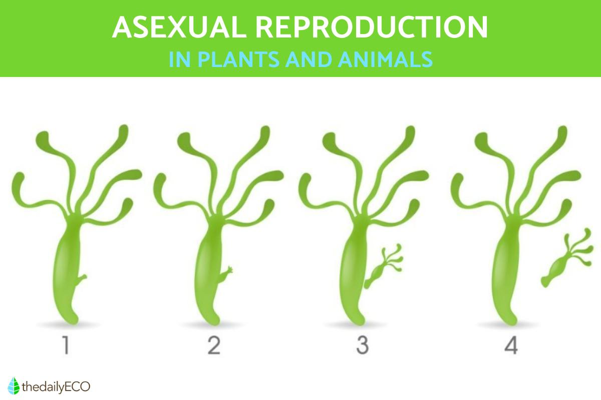 Asexual Reproduction In Plants And Animals Definition With 54 OFF