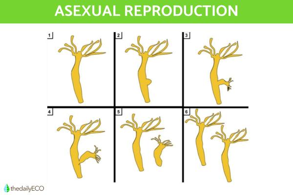 Asexual Reproduction in Plants and Animals - What is asexual reproduction in plants and animals?