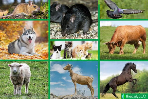 Cosmopolitan Animal Species Distribution - 