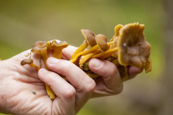 What Are Edible Mushrooms and How to Recognize Them - Chanterelle mushroom