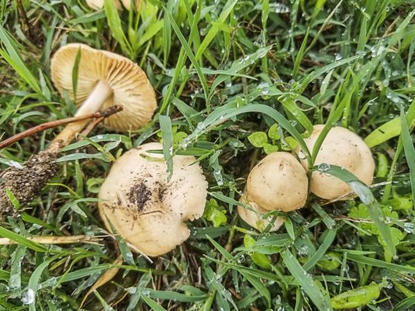 What Are Edible Mushrooms and How to Recognize Them - footpath