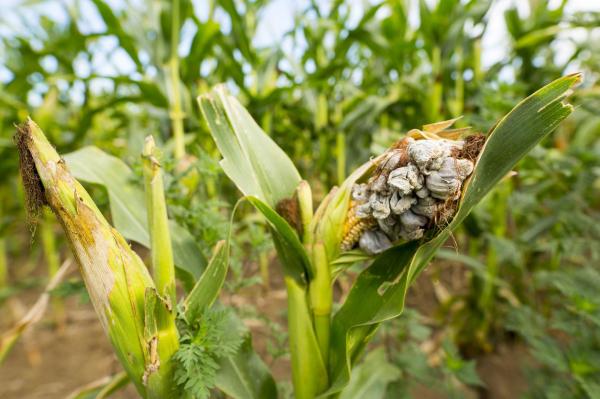 What Are Edible Mushrooms and How to Recognize Them - Huitlacoche