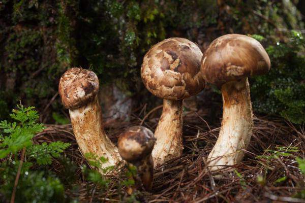 What Are Edible Mushrooms and How to Recognize Them - Matsutake