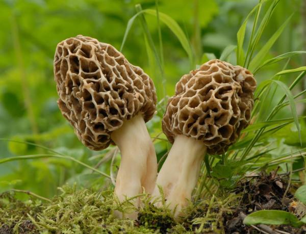 What Are Edible Mushrooms and How to Recognize Them - Morel