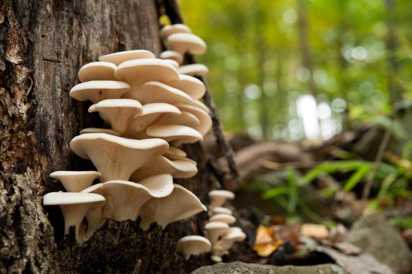 What Are Edible Mushrooms and How to Recognize Them - Oyster mushroom