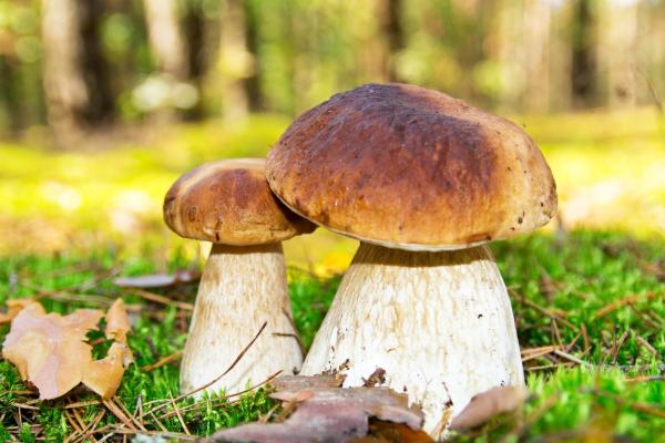 What Are Edible Mushrooms and How to Recognize Them - Porcini mushrooms 