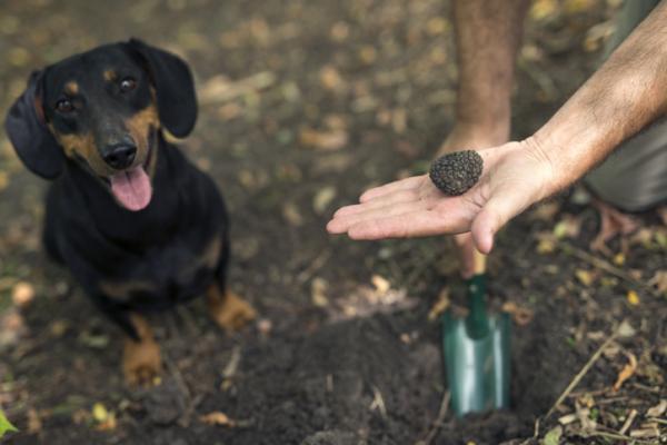 What Are Edible Mushrooms and How to Recognize Them - Truffle