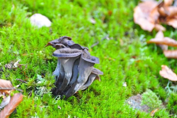 What Are Edible Mushrooms and How to Recognize Them - Trumpet of the dead