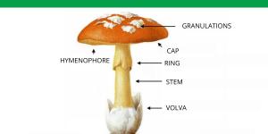 What Are the Different Parts of a Mushroom?