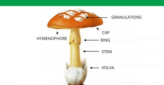What Are the Different Parts of a Mushroom?