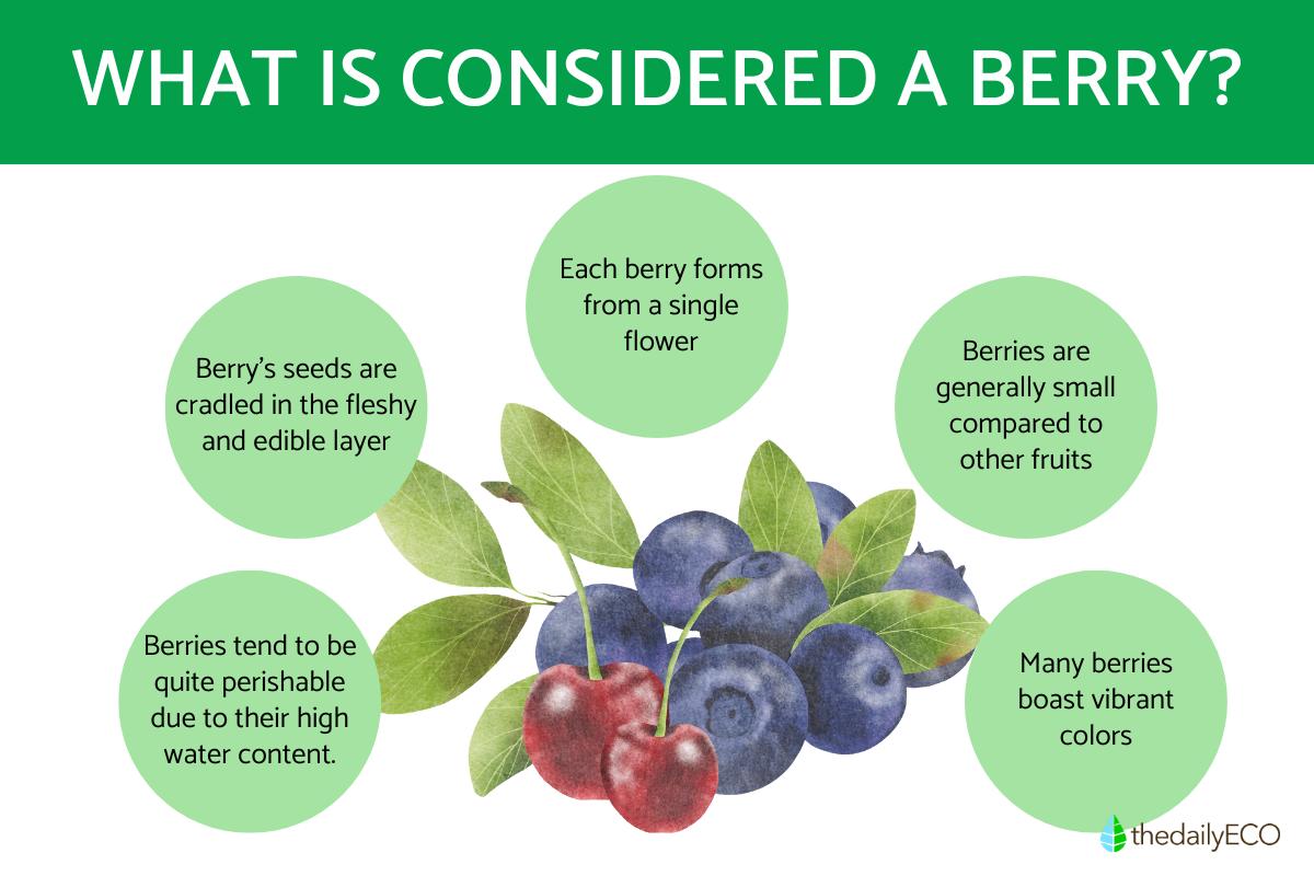 Berries - Characteristics, Types & Examples