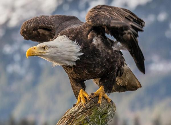 Largest Eagles in the World - Bald eagle (Haliaeetus leucocephalus)